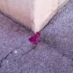 solitary3