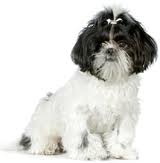 Mitsy